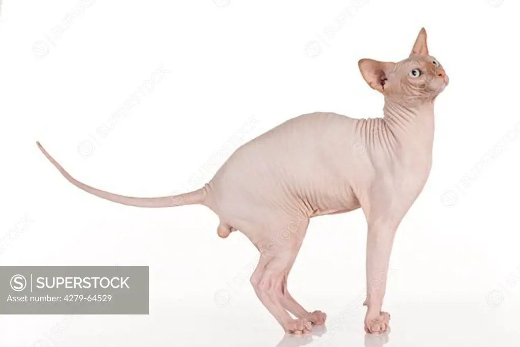 Sphynx Cat, adult standing. Studio picture against a white background