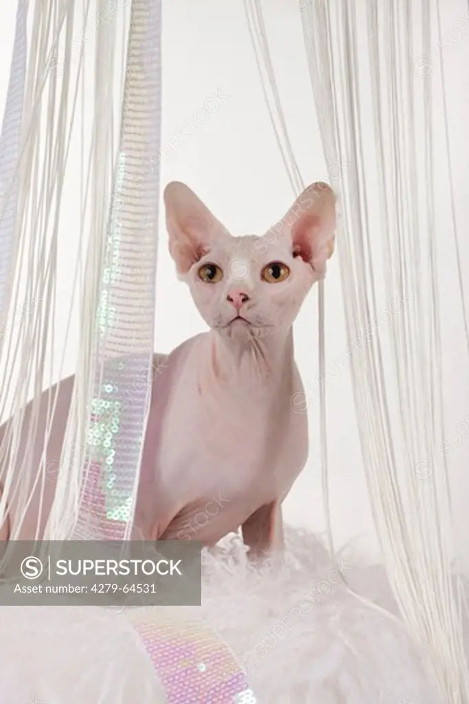 Sphynx Cat looking through a gap in a lace curtain. Studio picture against a white background