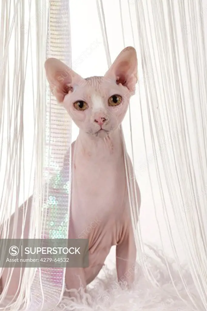 Sphynx Cat looking through a gap in a lace curtain. Studio picture against a white background