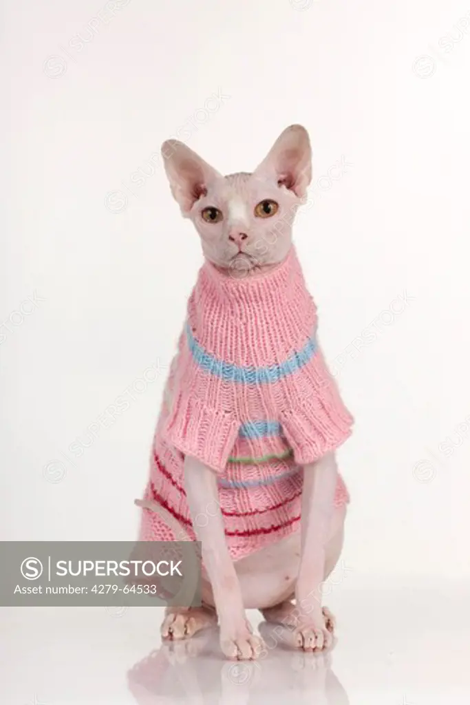 Sphynx Cat in a knitted pink dress. Studio picture against a white background