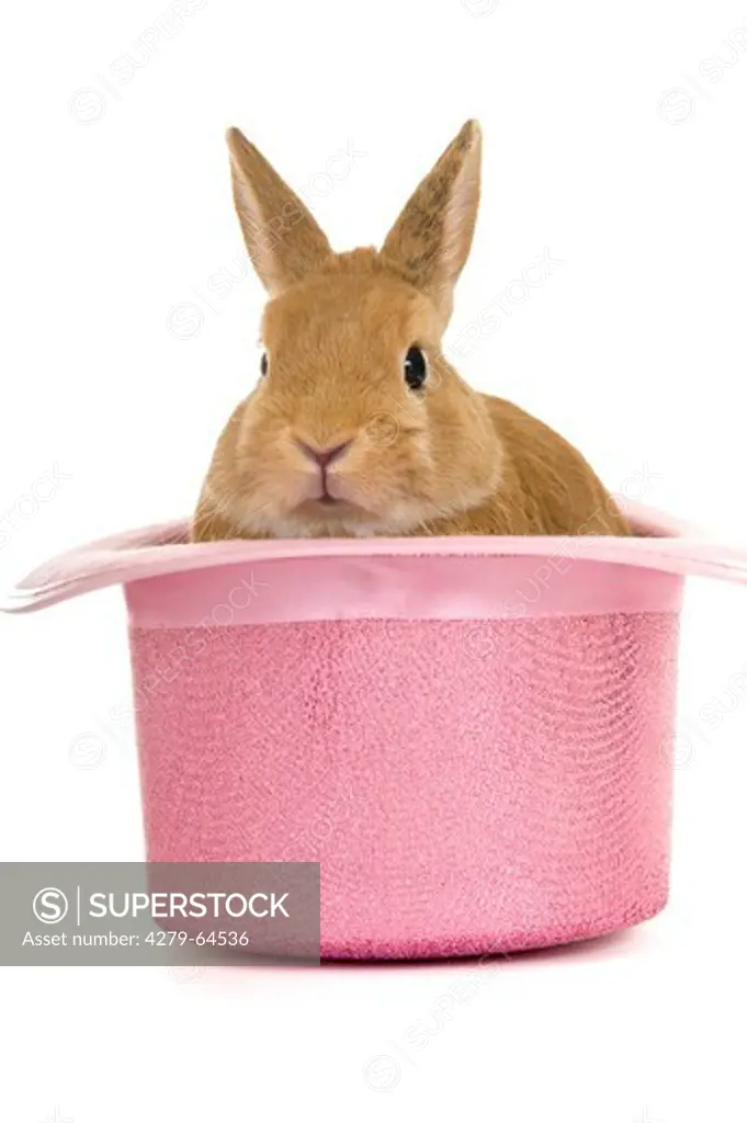 Pet Rabbit in a pink hat. Studio picture against a white background