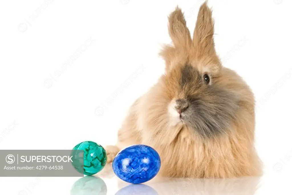 Longhaired Pet Rabbit next to a green and a blue Easter egg. Studio picture against a white background