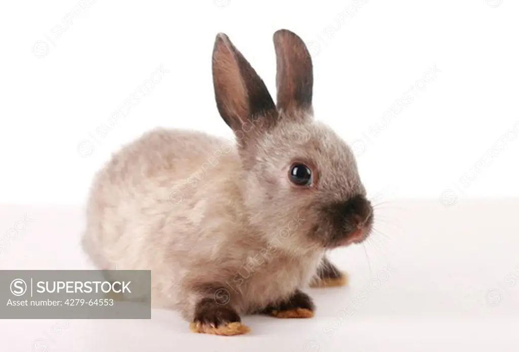 Pet Rabbit. Studio picture against a white background