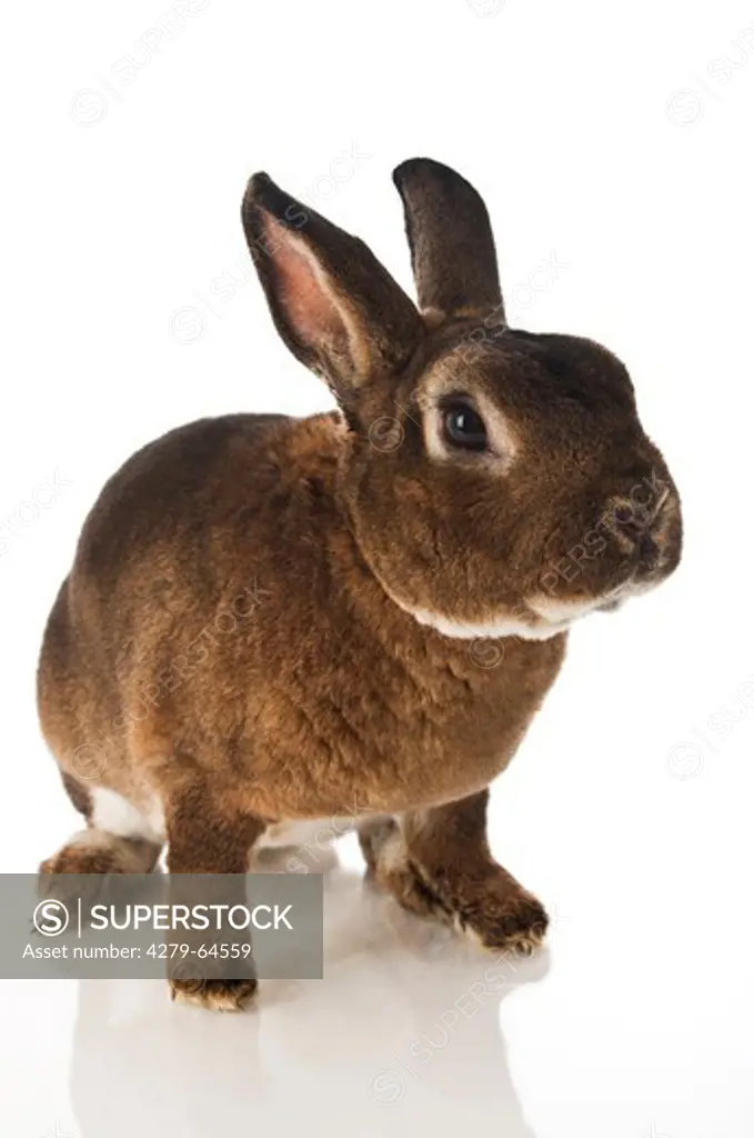 Rex Rabbit. Studio picture against a white background