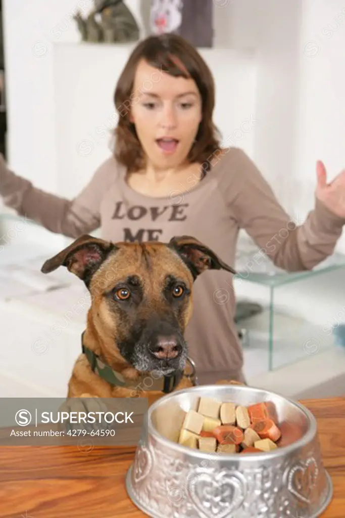 Mixed-breed Dog thinking of helping himself from a bowl with biscuits while his owner is aghast in the background