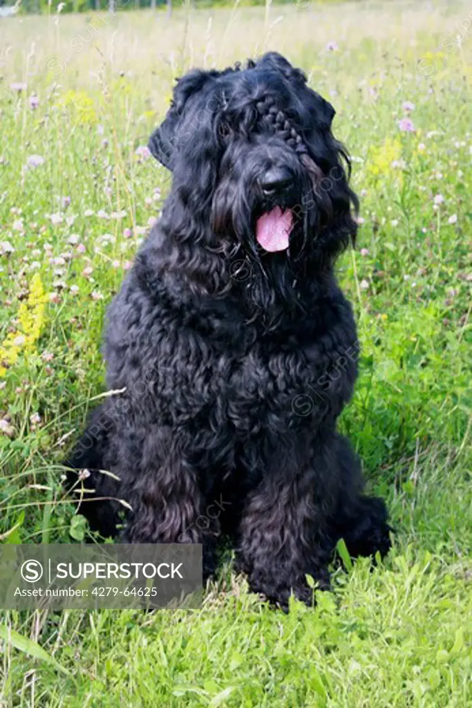 Black Russian Terrier sitting on a lawn