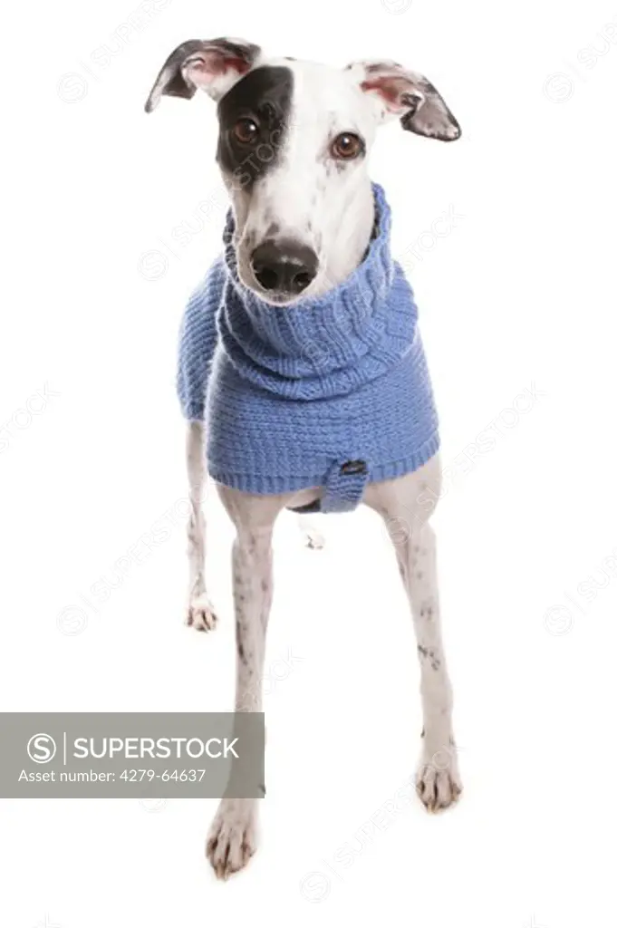 Greyhound. Standing adult wearing a blue pullover. Studio picture against a white background