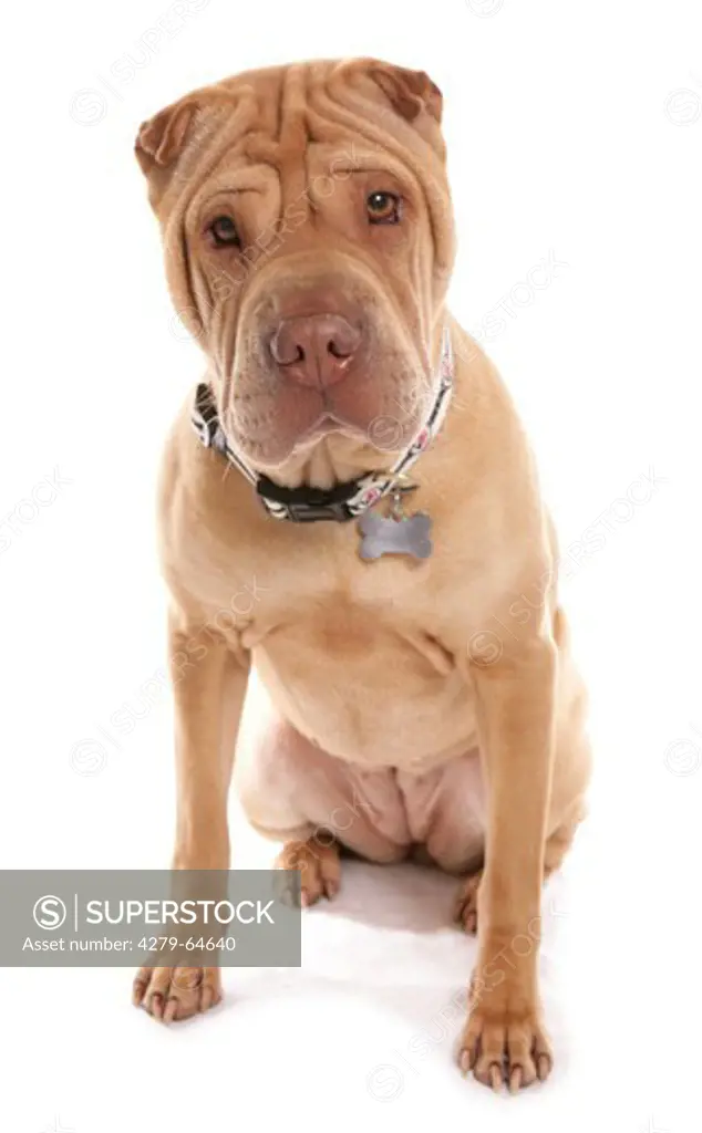 Shar Pei. Adult sitting. Studio picture against a white background