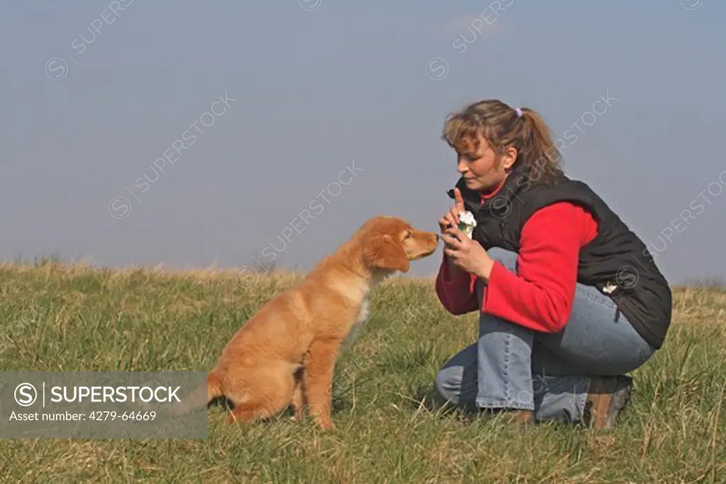 Hovawart. Owner giving a 13 weeks old puppy a treat on a meadow