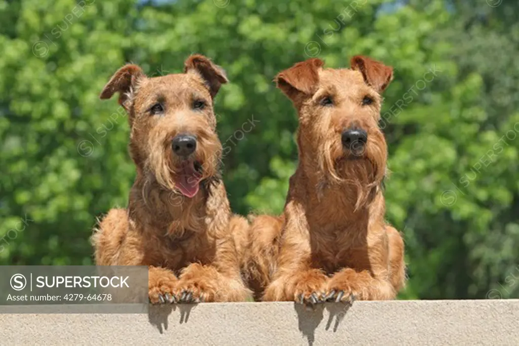 Irish Terrier. Two adults lying next to each other on a staircase