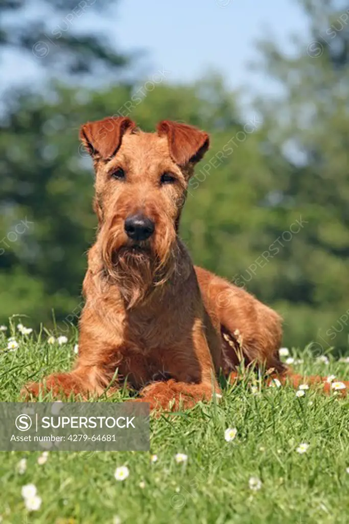 Irish Terrier. Adult dog lying on a meadow