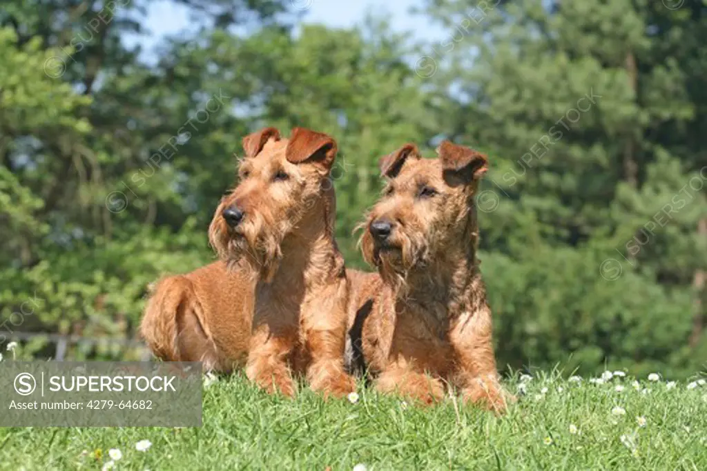 Irish Terrier. Two adults lying next to each other on a meadow