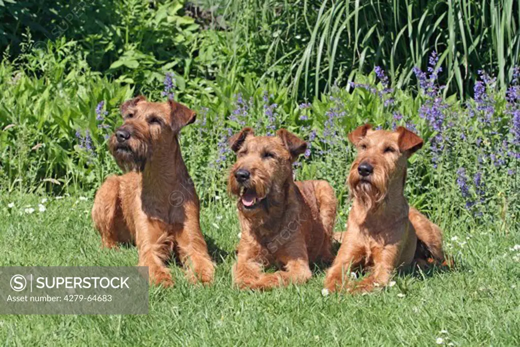 Irish Terrier. Three adults lying next to each other on a meadow