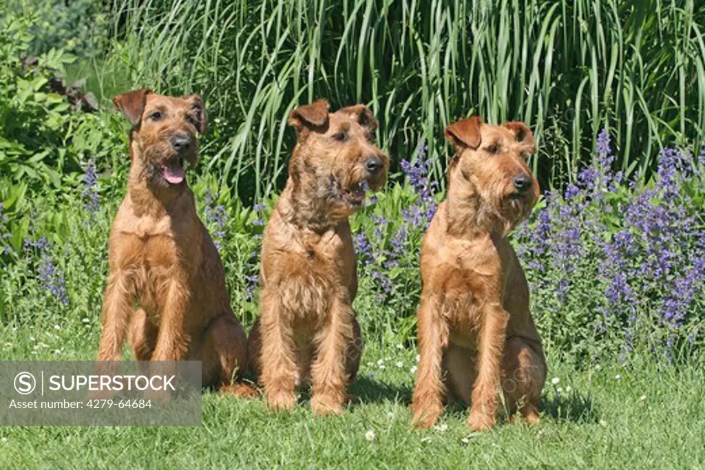 Irish Terrier. Three adults sitting next to each other on a meadow