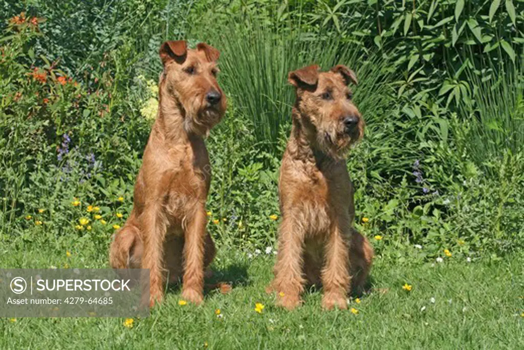 Irish Terrier. Two adults sitting next to each other on a meadow