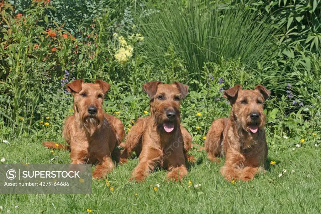 Irish Terrier. Three adults lying next to each other on a meadow