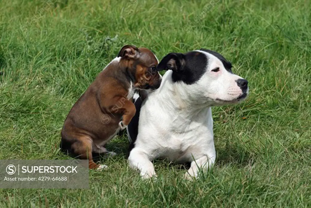 Staffordshire Bull Terrier. Bitch and six week old puppy on a meadow