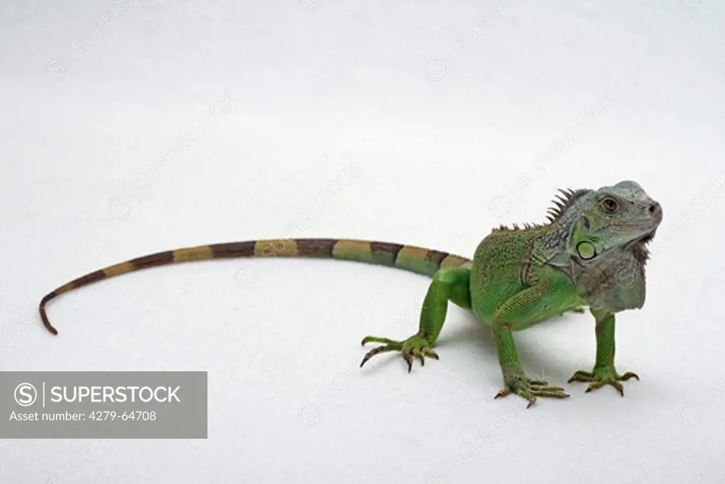 Green Iguana, Common Iguana (Iguana iguana). Studio picture against a white background