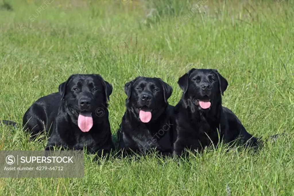 Labrador Retriever. Three black adults lying next to each other on a meadow