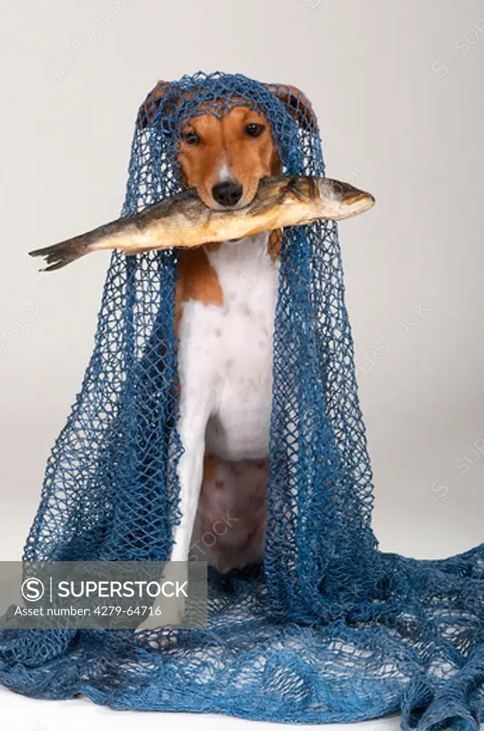 Basenji. Bitch with a grilled fish in her mouth sitting under a blue fishing net