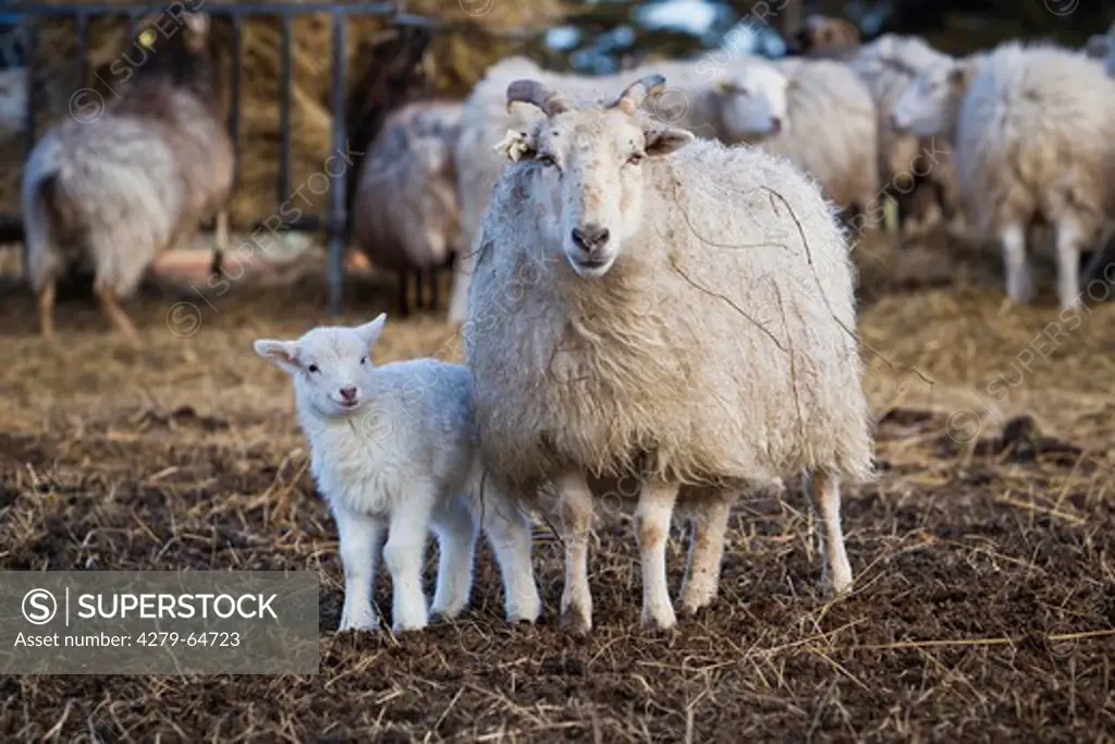 Domestic Sheep (Ovis orientalis aries, Ovis ammon aries). Ewe with lamb at the feeding place giving shelter to her offspring fro