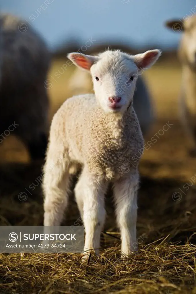 Domestic Sheep (Ovis orientalis aries, Ovis ammon aries). A few days old lamb standing on straw