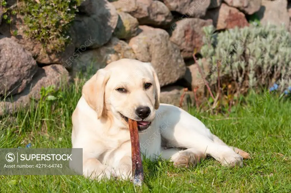 Labrador Retriever. Puppy lying on a lawn while chewing a piece of dried meat