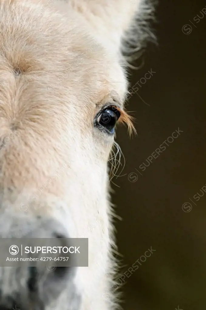 Norwegian Fjord Horse. Close-up of eye