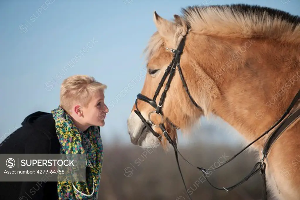 Norwegian Fjord Horse. Woman making up to a horse wearing a bridle