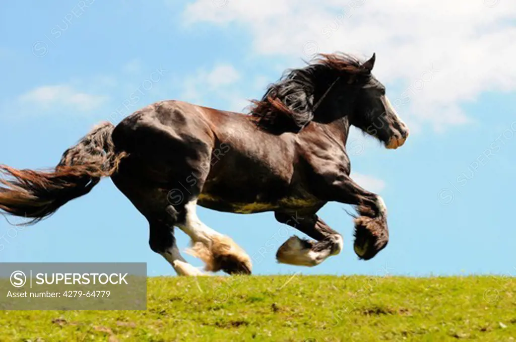 Gypsy Vanner Horse, Gypsy Cob in a gallop on a meadow