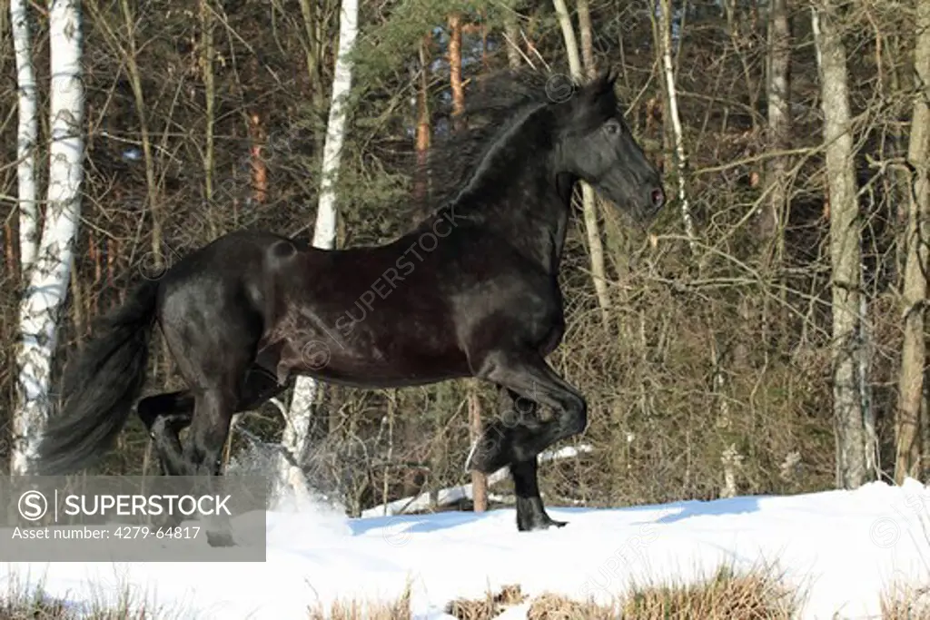 Friesian Horse. Stallion trotting on a snowy meadow