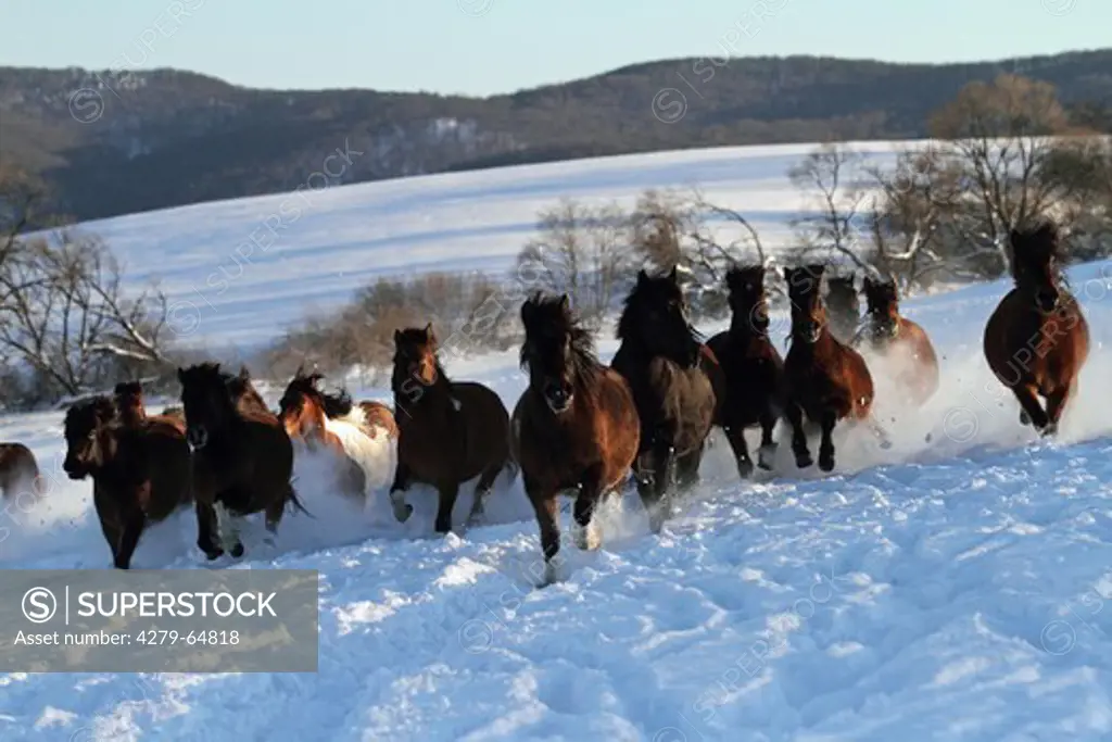 Hucul Pony, Carpathian Pony, Huzul. Herd galopping on a snowy meadow