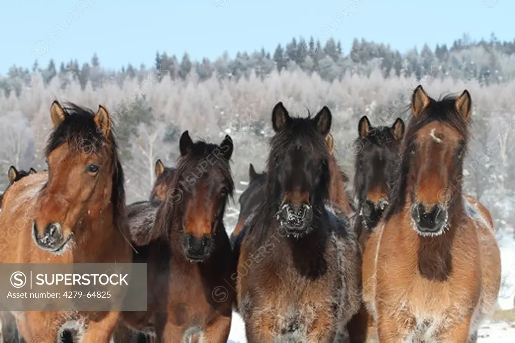 Hucul Pony, Carpathian Pony, Huzul. Herd standing on a snowy meadow