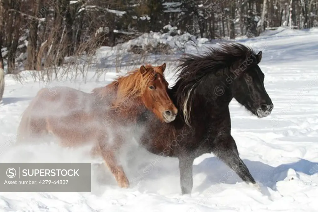 Hucul Pony, Carpathian Pony, Huzul. Two horses galopping on a snowy meadow