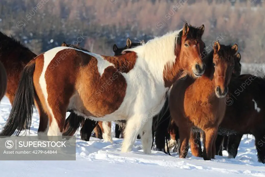 Hucul Pony, Carpathian Pony, Huzul. Herd standing on a snowy meadow