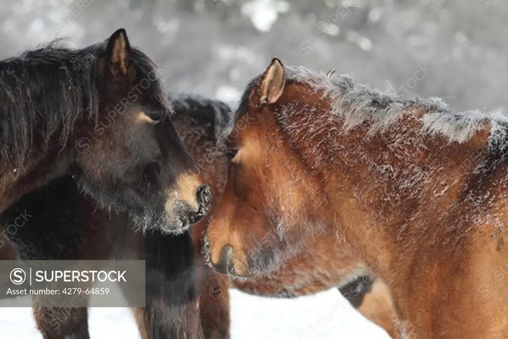Hucul Pony, Carpathian Pony, Huzul. Three adults in snow sticking heads together