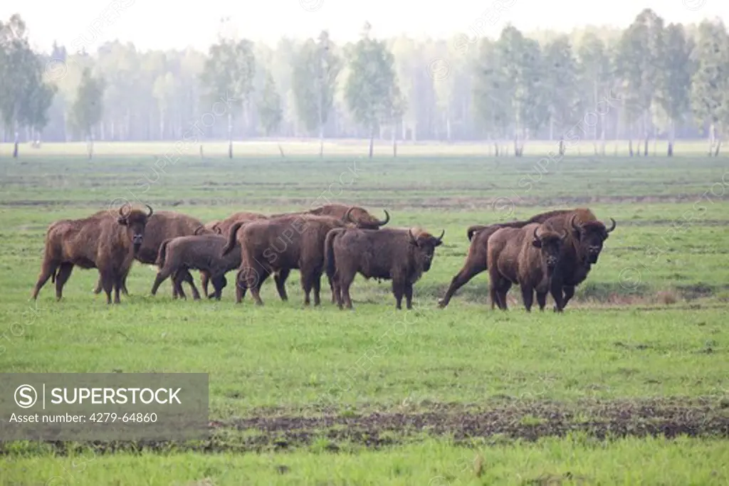 European Bison, Wisent (Bison bonasus). Herd at Prypyatskiy National Park, Belarus