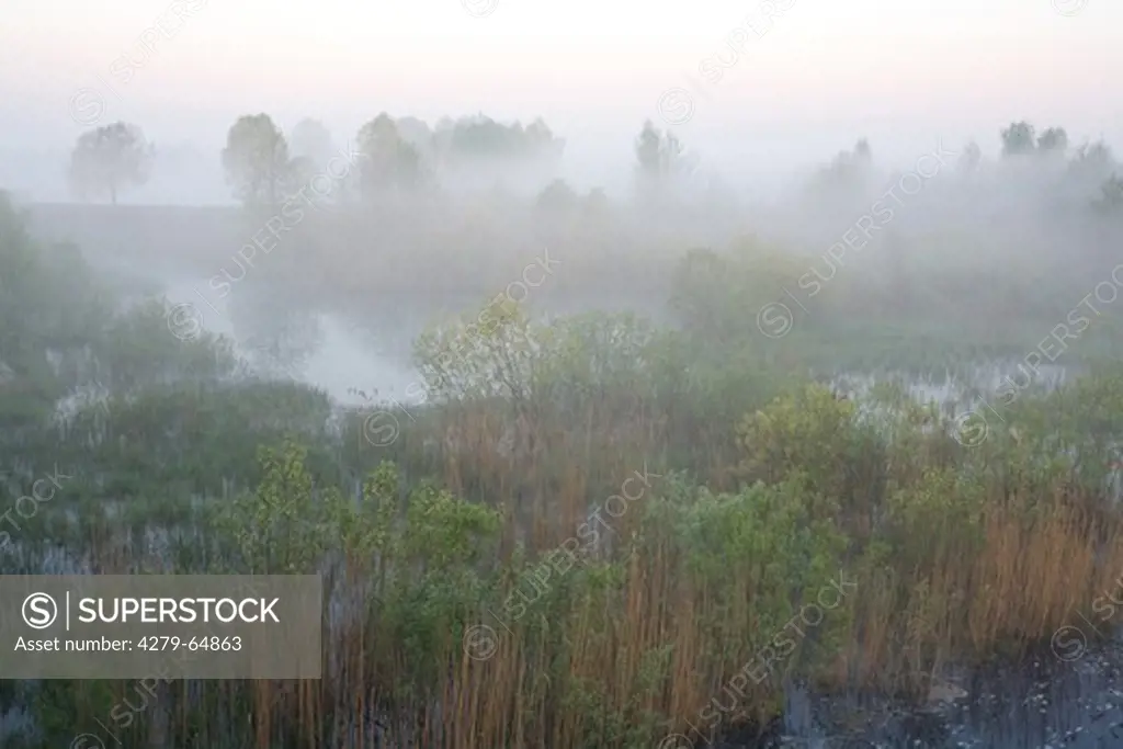 Prypyatskiy National Park in early morning mist, Belarus