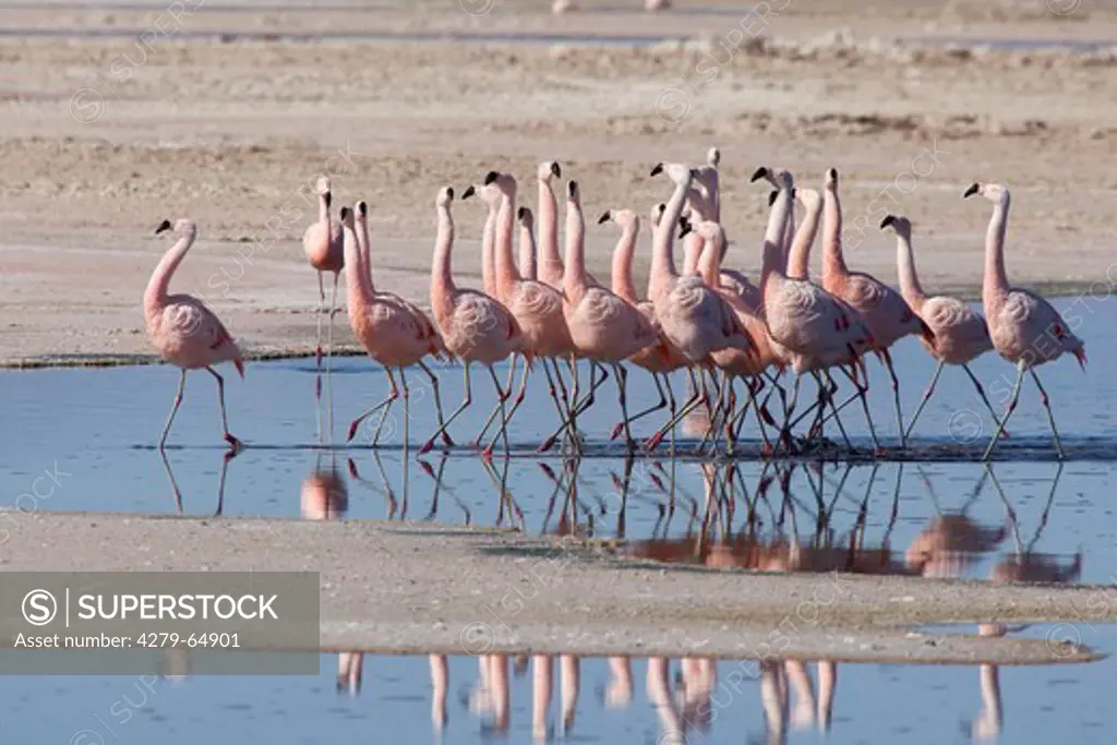 Chilean Flamingo (Phoenicopterus chilensis), group walking in shallow water