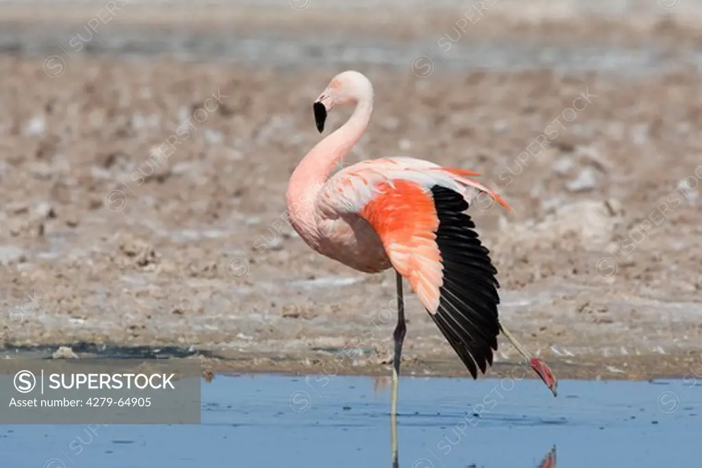 Chilean Flamingo (Phoenicopterus chilensis), adult standing in shallow water while stretching its wing. San Pedro de Atacama, Ch