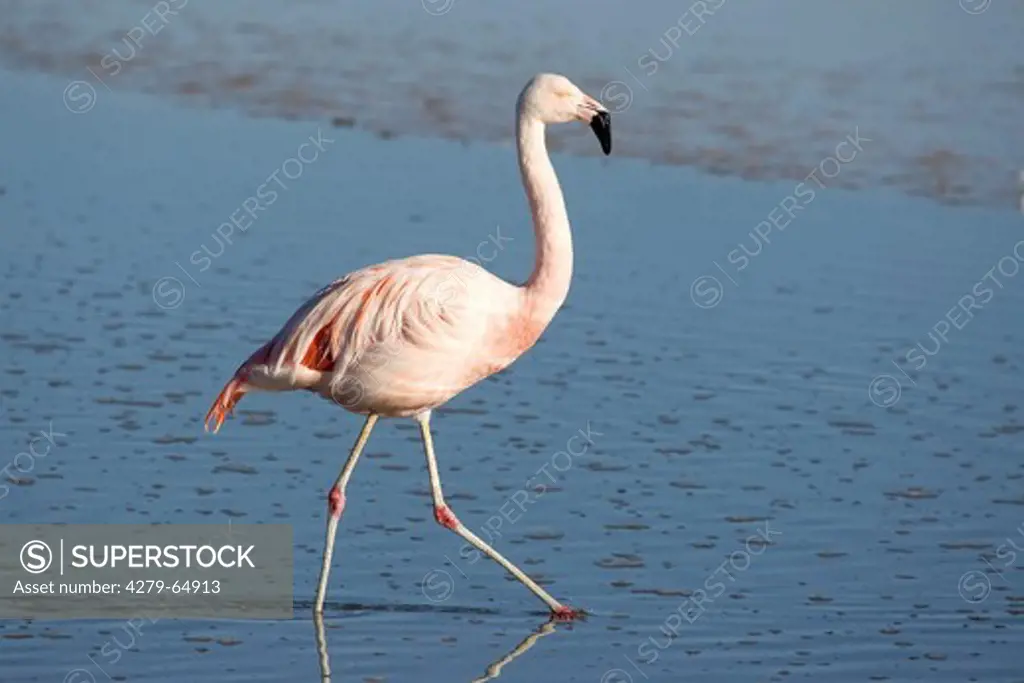 Chilean Flamingo (Phoenicopterus chilensis), adult walking in shallow water. San Pedro de Atacama, Chile