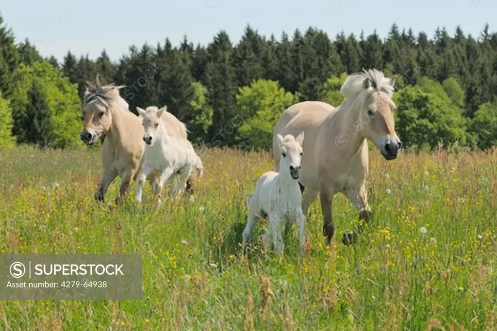 Norwegian Fjord Horse. Two mares with their foals galloping on a meadow
