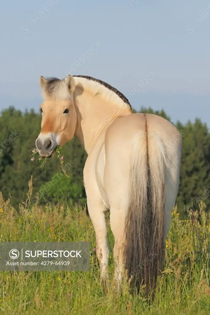 Norwegian Fjord Horse standing on a meadow with grass in its mouth