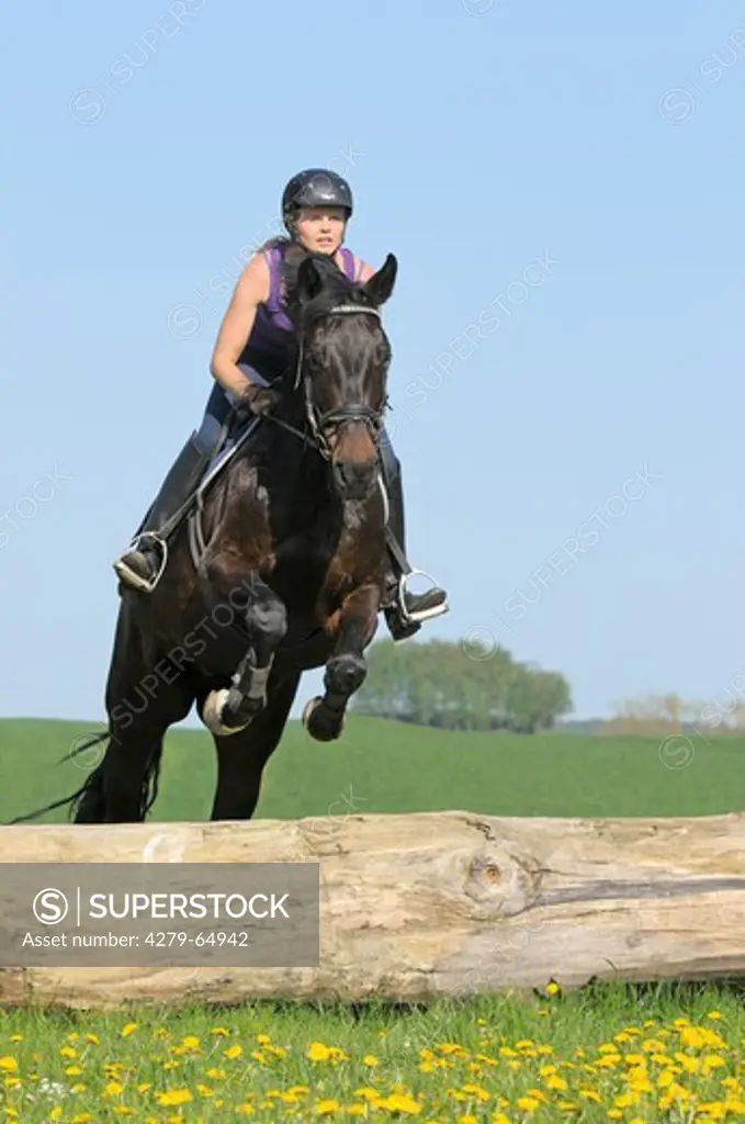 Oldenburg Horse. Rider on back of a bay mare jumping over a log