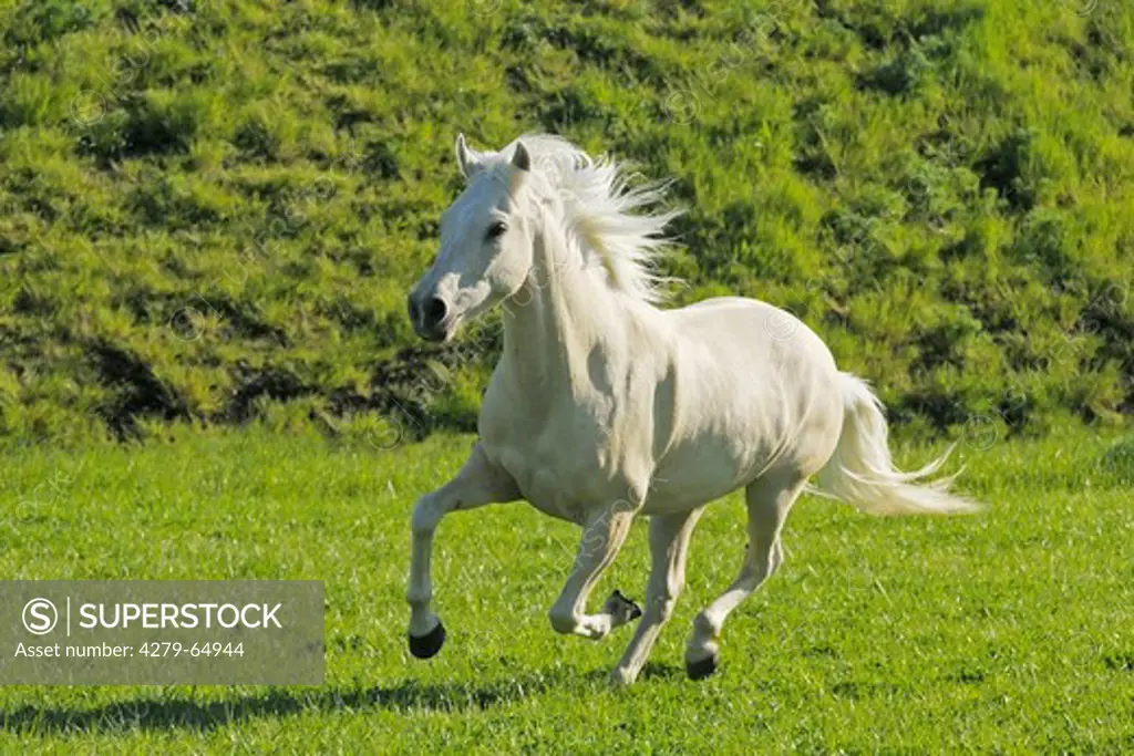 Paso Fino Palomino (4 years old) galopping on a meadow