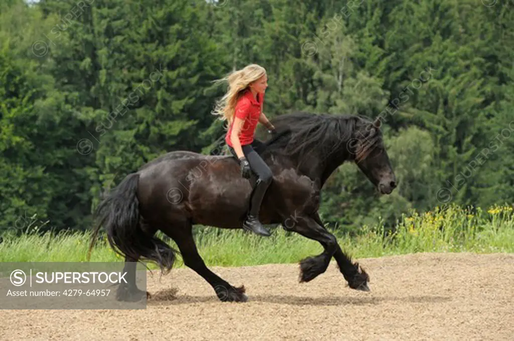 13 year old girl riding bareback on a galloping Friesian horse without bridle