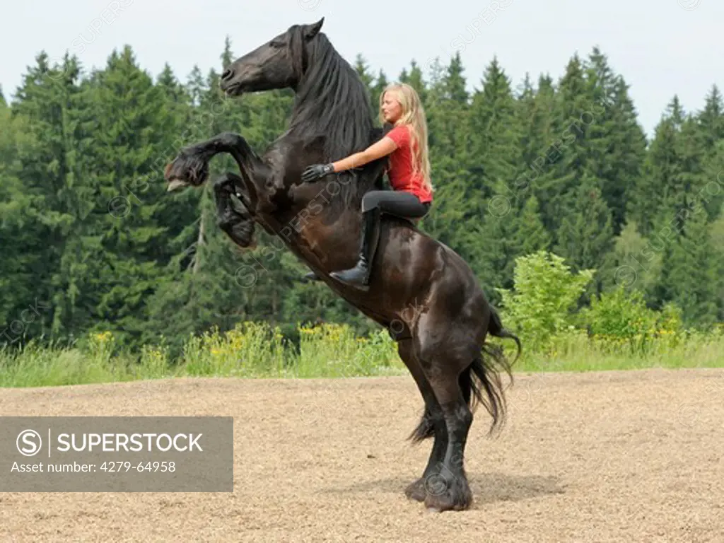 13 year old girl bareback on a rearing Friesian horse without bridle