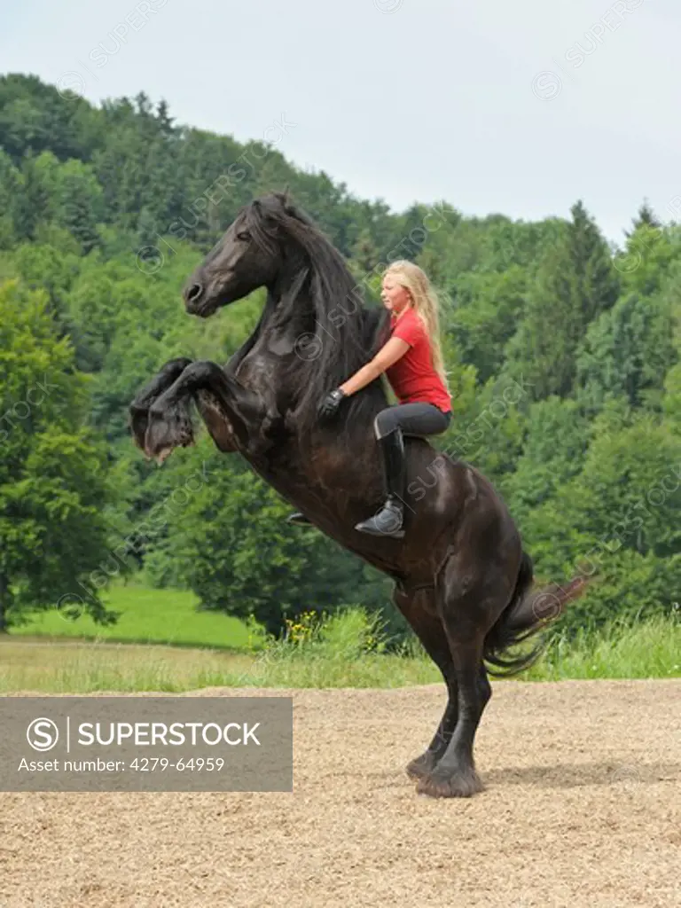 13 year old girl bareback on a rearing Friesian horse without bridle