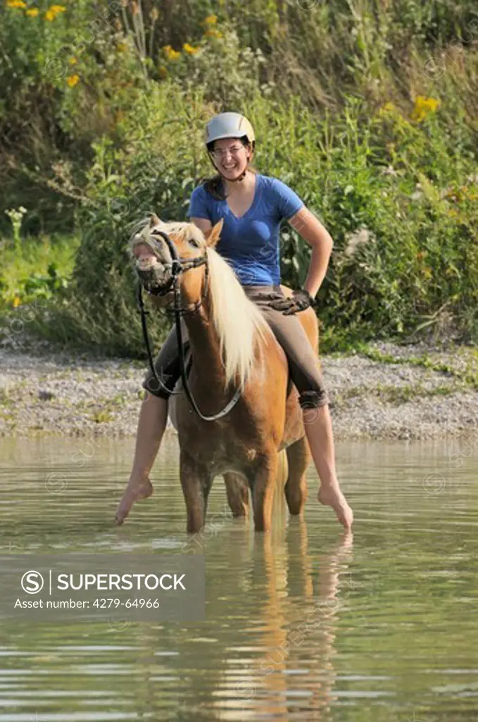 Haflinger Horse. Rider and horse enjoying a cool bath after riding