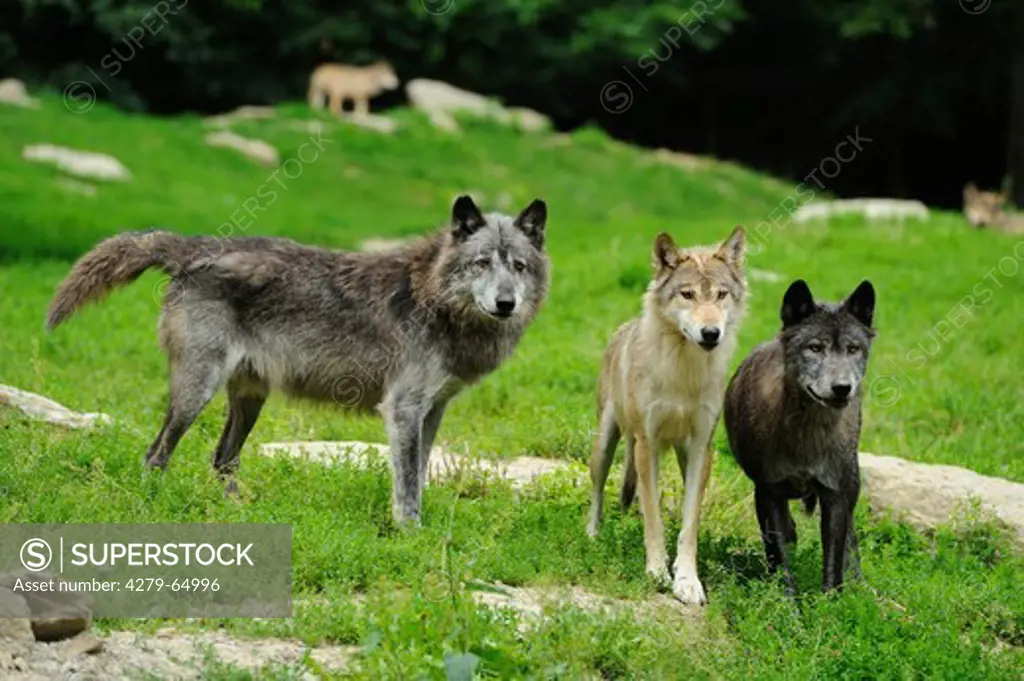 Eastern Wolf (Canis lupus lycaon). Three adults in captivity